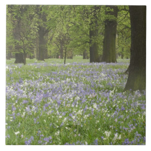 Bluebells and Oak Trees in Spring, Little Hagley Tile