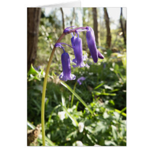 Bluebells Blank Note Card