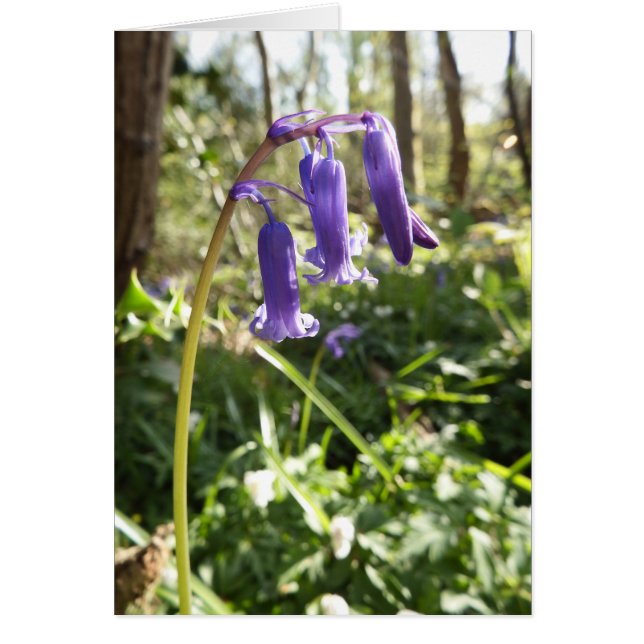 Bluebells Blank Note Card (Front)