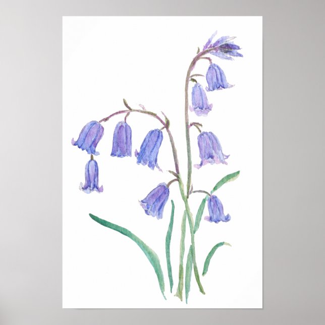 bluebells flowers   watercolour flowers  poster (Front)