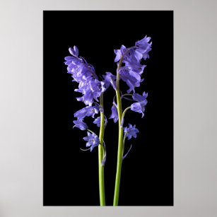 Bluebells, From the very Woods I Created! Poster