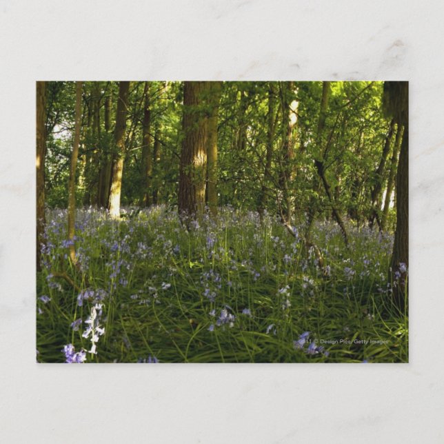 Bluebells In A Forest Postcard (Front)