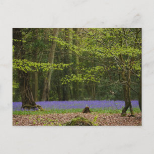 Bluebells in Beech Woodland Postcard