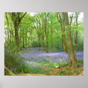 Bluebells in Woods Poster