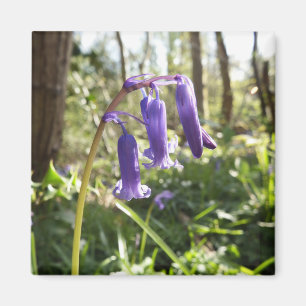 Bluebells Magnet