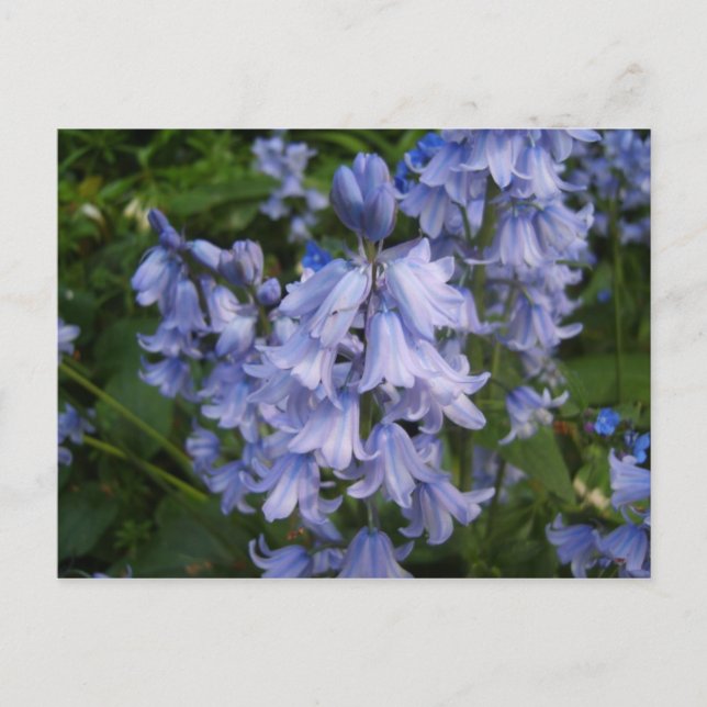 Bluebells Postcard (Front)