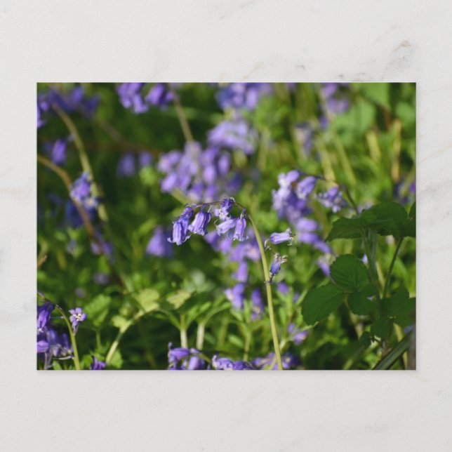 Bluebells  postcard (Front)