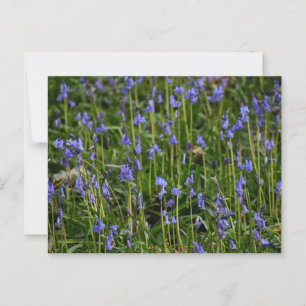 Bluebells  postcard