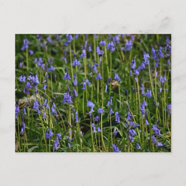 Bluebells  postcard (Front)