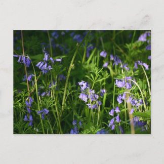 Bluebells  postcard