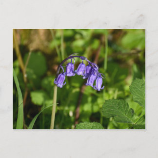 Bluebells  postcard
