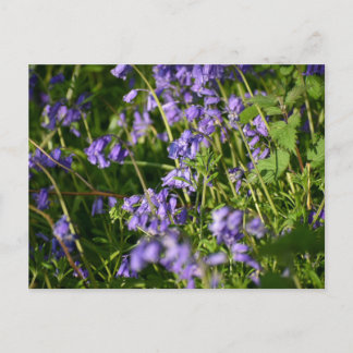 Bluebells  postcard
