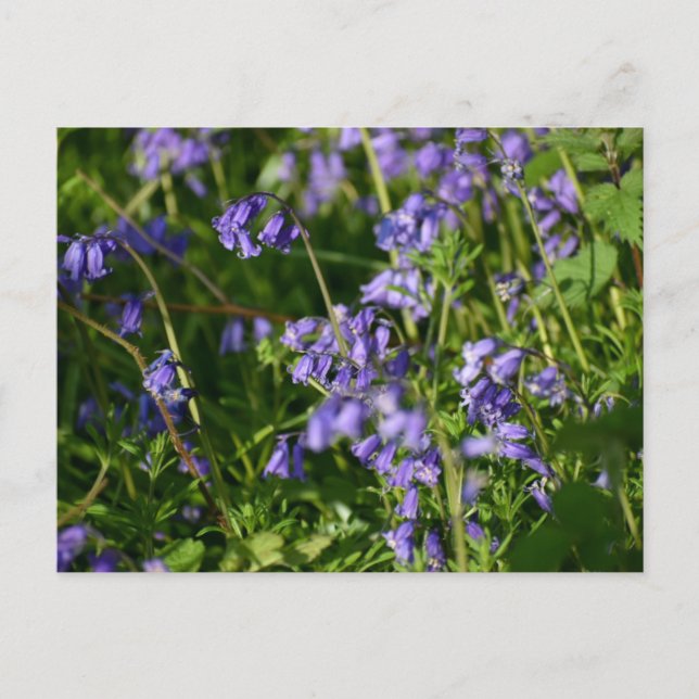 Bluebells  postcard (Front)