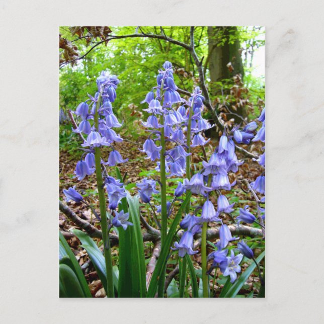 BLUEBELLS ~ Postcard (Front)