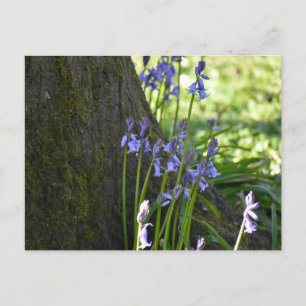Bluebells postcard