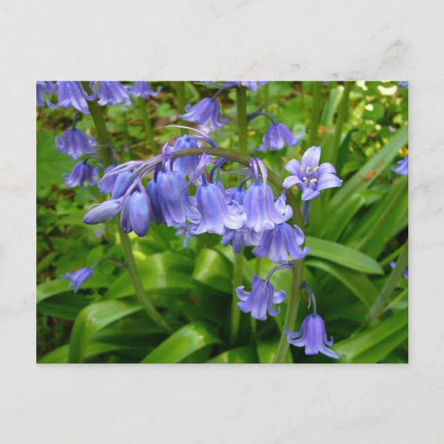 BLUEBELLS~ Postcard # 2 (Front)