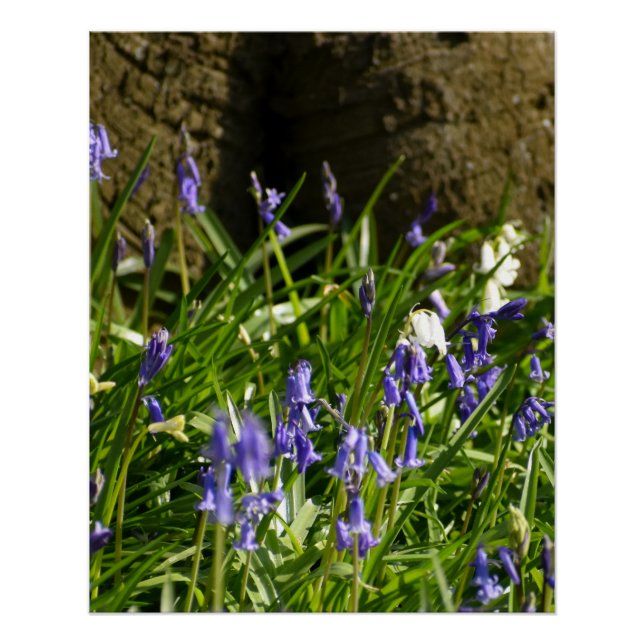Bluebells  poster (Front)