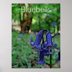 Bluebells Poster