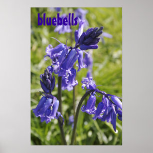 Bluebells poster