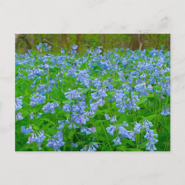 Bluebells, Three Creeks Metropark, Columbus, Ohio Postcard (Front)