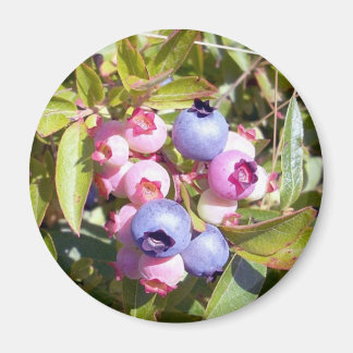 Blueberries 1 Magnet