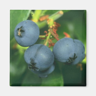 BLUEBERRIES MAGNET