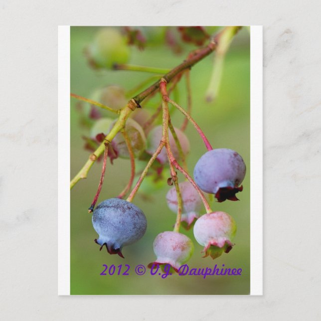 Blueberries up close postcard (Front)