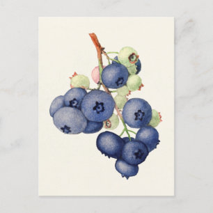 Blueberries (Vaccinium Corymbosum) Fruit Painting Postcard