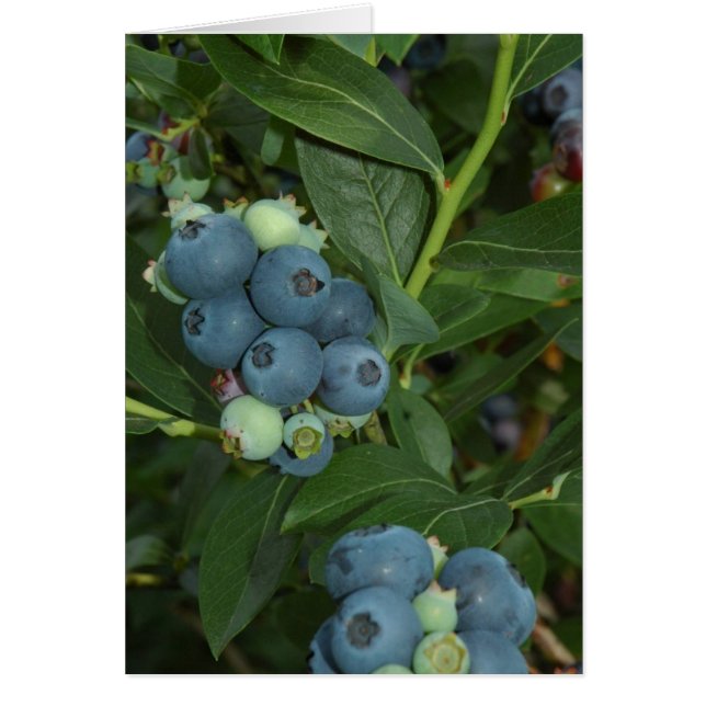 BLUEBERRY (Front)