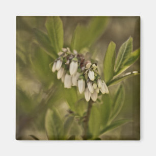 Blueberry 585 magnet