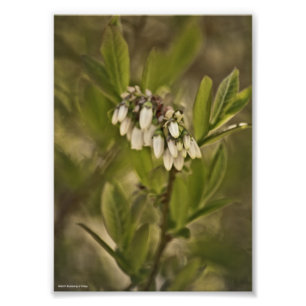 Blueberry 585 photo print