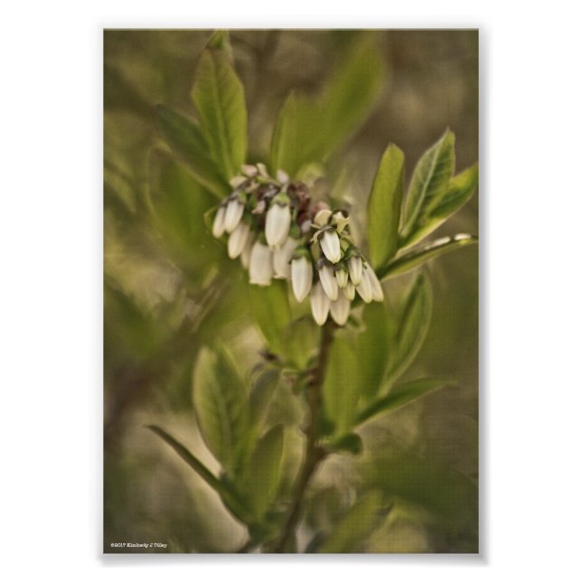 Blueberry 585 photo print (Front)