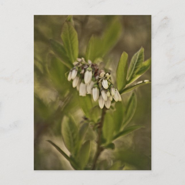 Blueberry 585 postcard (Front)