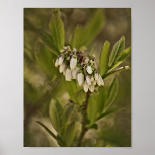 Blueberry 585 poster