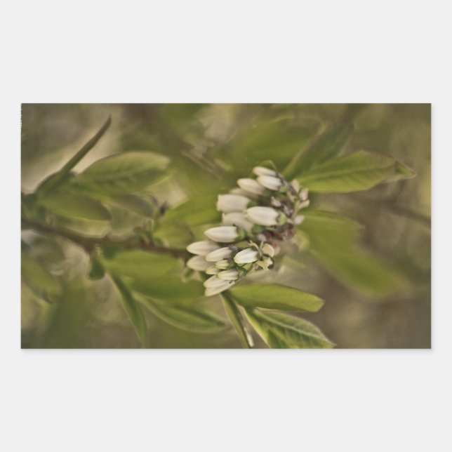 Blueberry 585 rectangular sticker (Front)