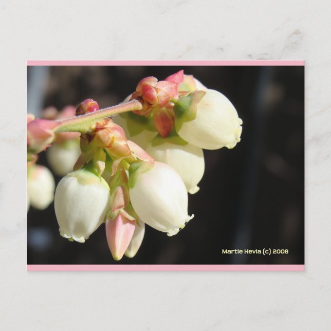 Blueberry Blossoms | Blue Beach Song™ Postcard (Front)