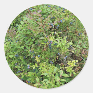 Blueberry Bush Classic Round Sticker