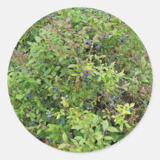 Blueberry Bush Classic Round Sticker