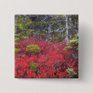 Blueberry bushes and pines 15 cm square badge