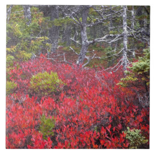 Blueberry bushes and pines ceramic tile