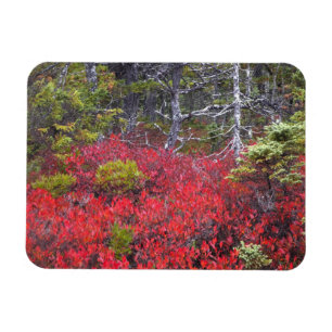 Blueberry bushes and pines magnet