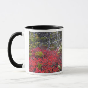Blueberry bushes and pines mug