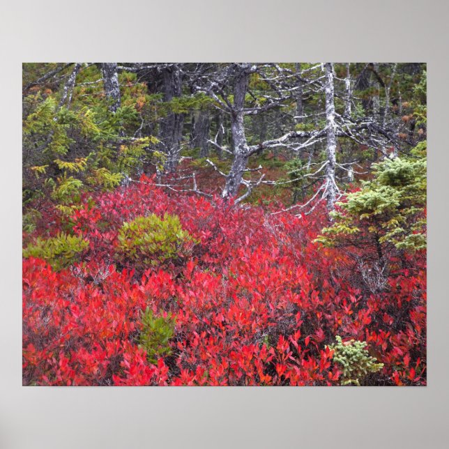 Blueberry bushes and pines poster (Front)