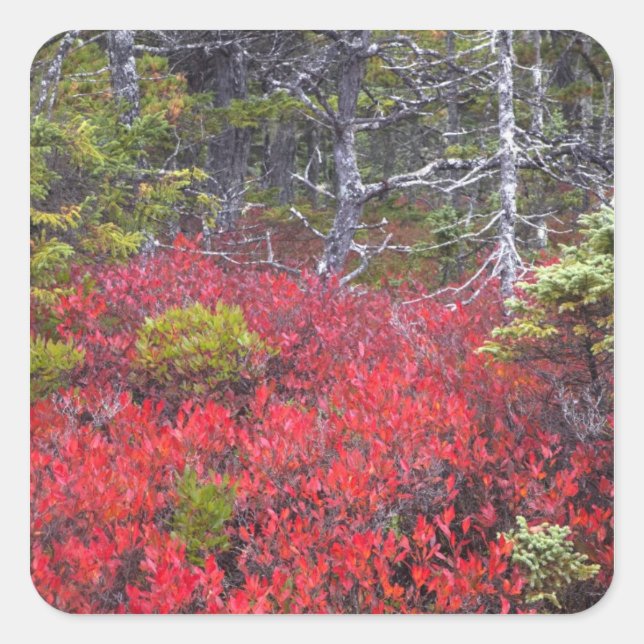 Blueberry bushes and pines square sticker (Front)