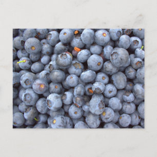 blueberry fruits, photo taken in a blueberry farm postcard