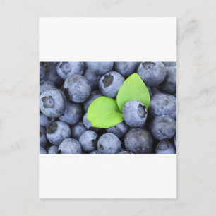 BLUEBERRY POSTCARD