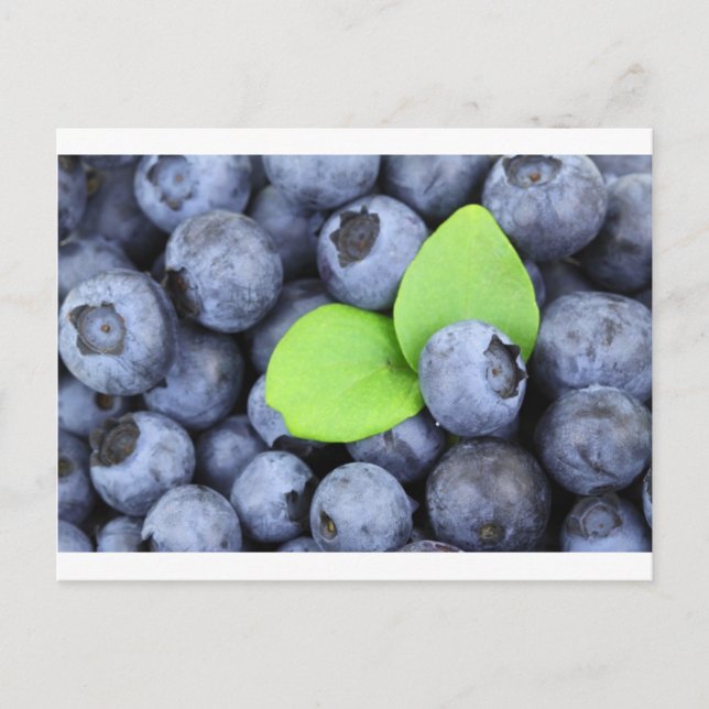 BLUEBERRY POSTCARD (Front)