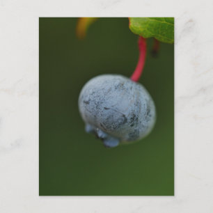 Blueberry Postcard