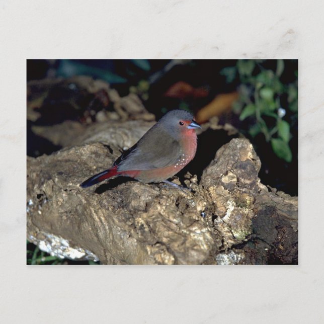Bluebilled Firefinch Postcard (Front)