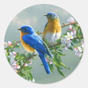 Bluebird. American Eastern Bluebird Sialia sialis Classic Round Sticker